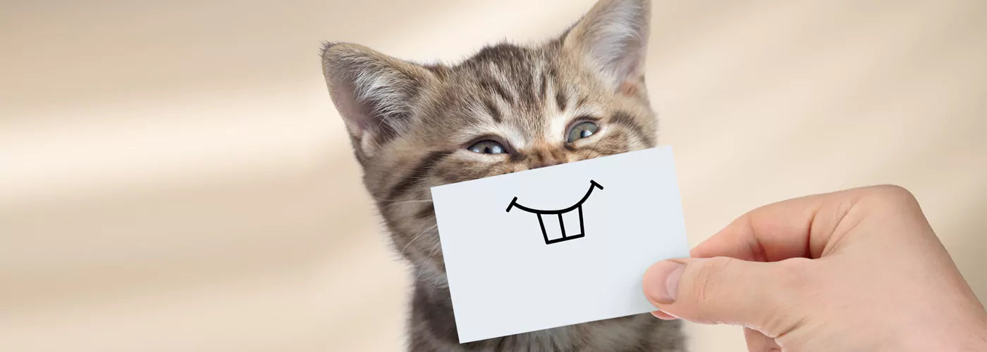 Happy Healthy Cat Tips