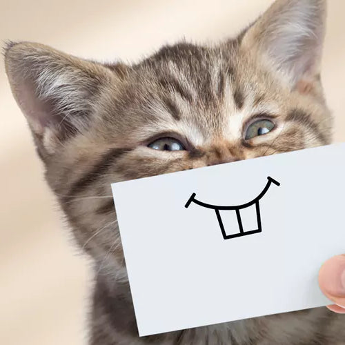 Happy Healthy Cat Tips