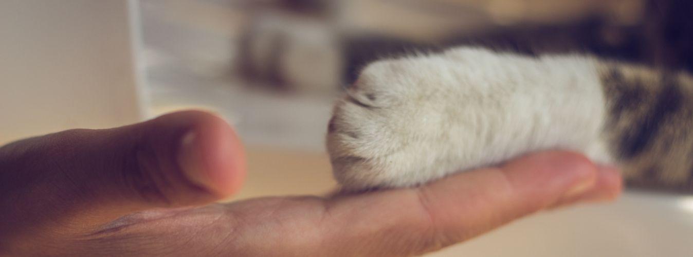 Everything You Need To Know Before Adopting A Cat - Petsy