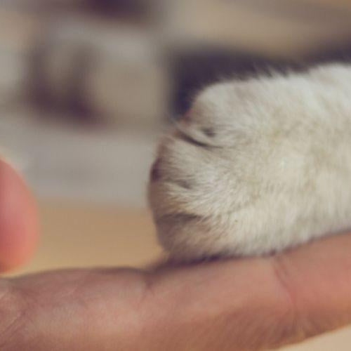 Everything You Need To Know Before Adopting A Cat - Petsy