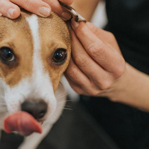 How Do I Clean My Dog’s Ears? - Petsy