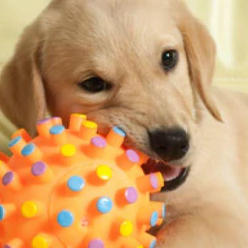 Different Types of Dog Toys - Petsy