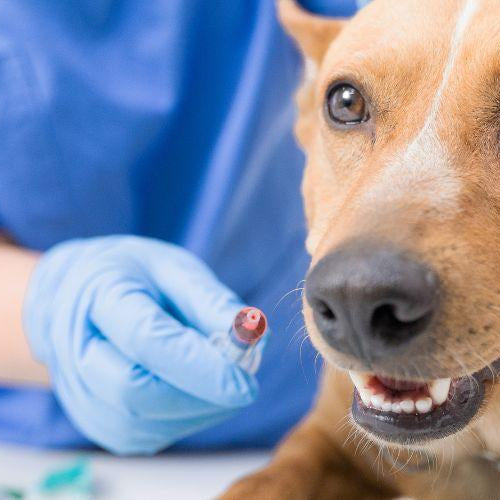 What to Take Along for Your First Vet Visit? - Petsy