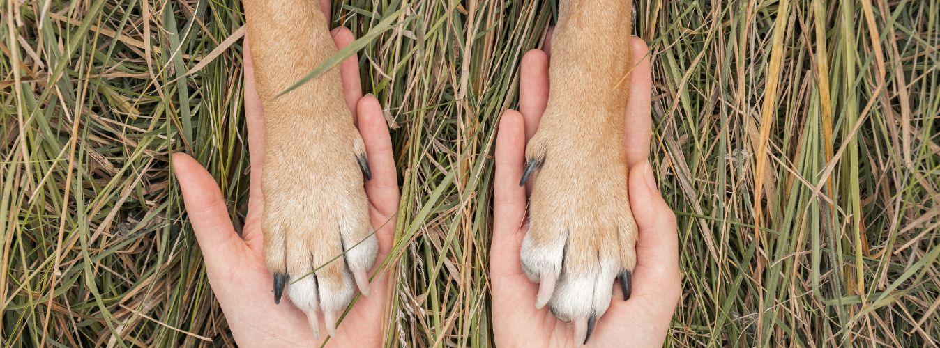 Is There Anything Like ‘Trial Adoption’? - Petsy