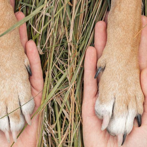 Is There Anything Like ‘Trial Adoption’? - Petsy