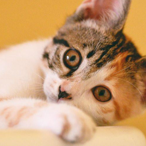 How Do Cats Show Affection to Humans? - Petsy
