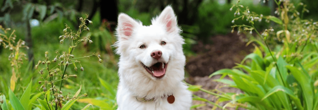 Why Is My Dog Panting So Much? - Petsy