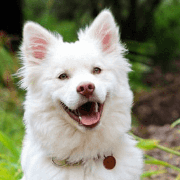 Why Is My Dog Panting So Much? - Petsy