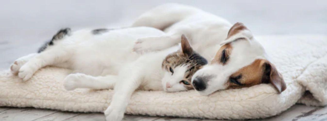 Are You Ready for a Lifelong Commitment? - Petsy