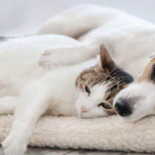 Are You Ready for a Lifelong Commitment? - Petsy