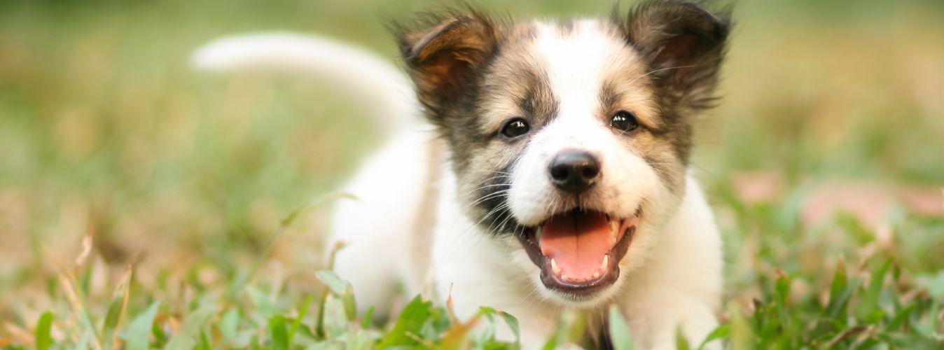 Must-Haves for a New Dog Parent - Except Food - Petsy