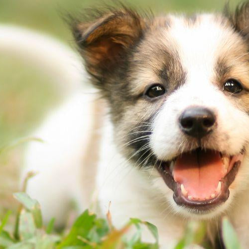 Must-Haves for a New Dog Parent - Except Food - Petsy