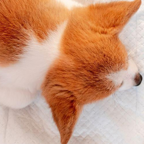 Training Your Puppy to Go on Pee Pads - Petsy