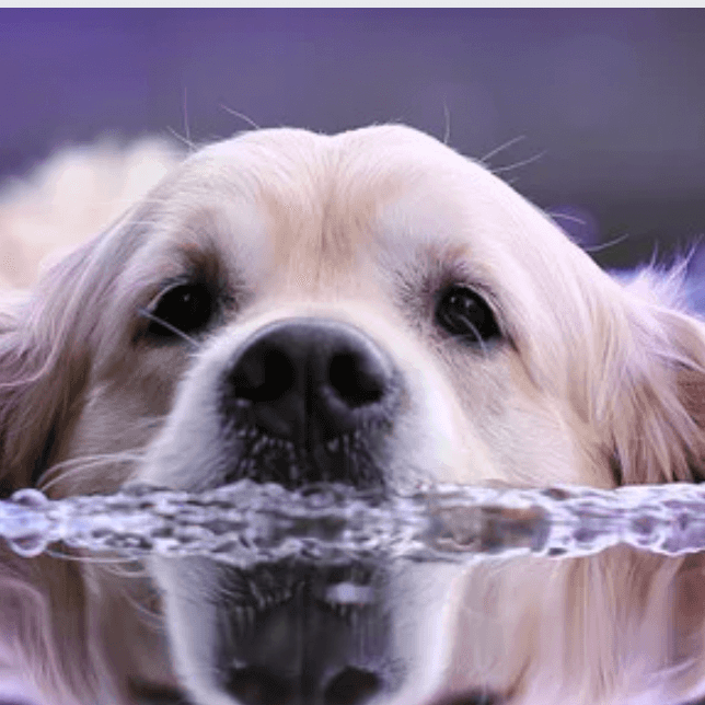 Top 5 Tips To Prevent Dehydration In Pets - Petsy