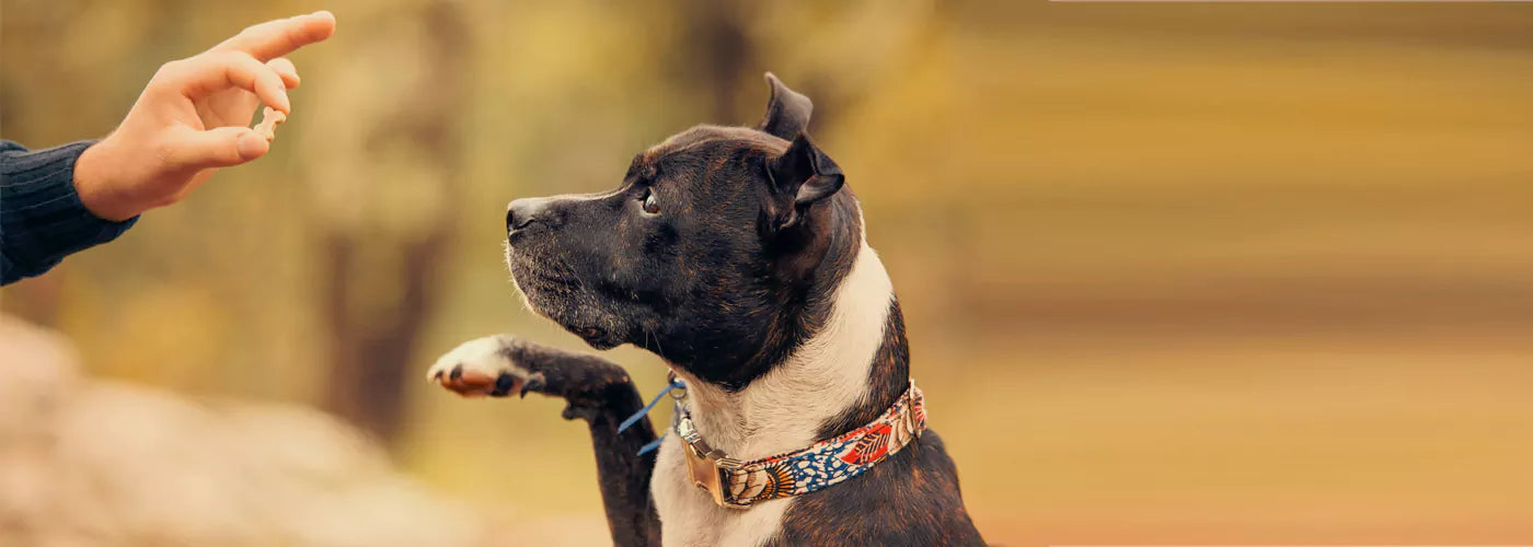 Dog Training Treats Selection