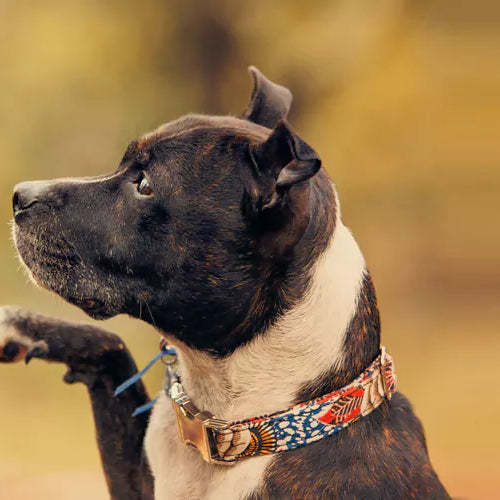 Dog Training Treats Selection