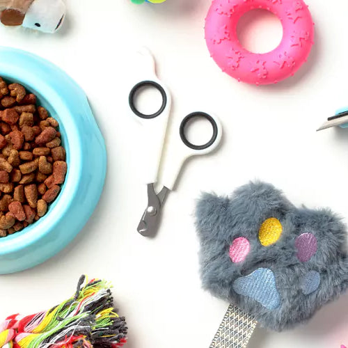 Exploring Must-Have Dog Accessories