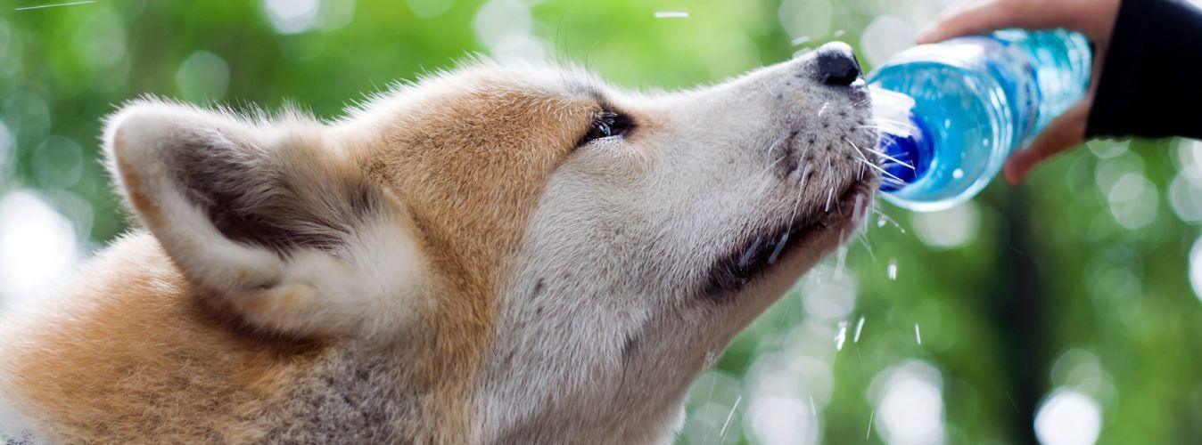 Top 8 Tips on Keeping Your Pet Cool This Summer - Petsy