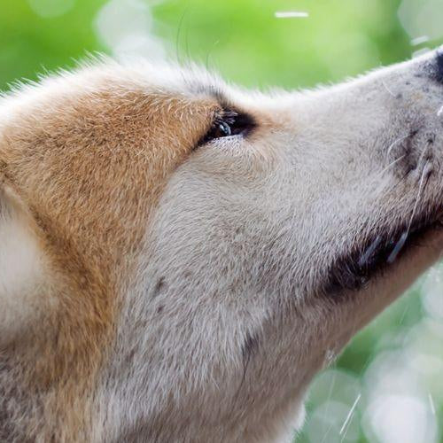 Top 8 Tips on Keeping Your Pet Cool This Summer - Petsy