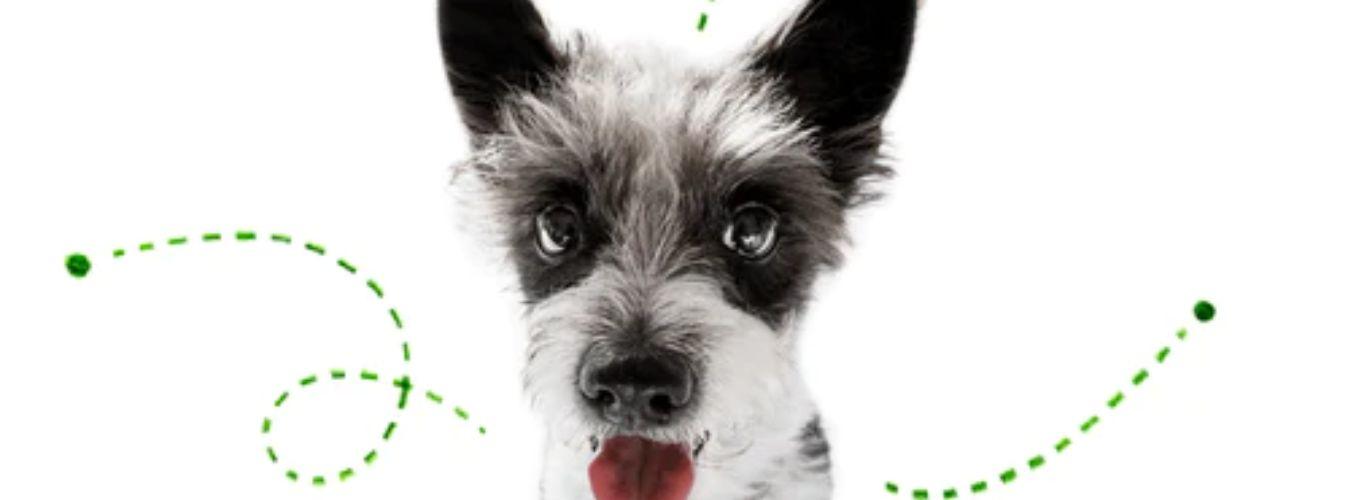 DIY Fleas And Ticks Treatment - Petsy