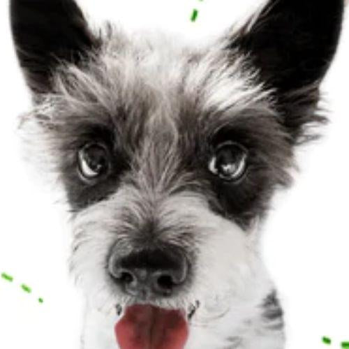 DIY Fleas And Ticks Treatment - Petsy