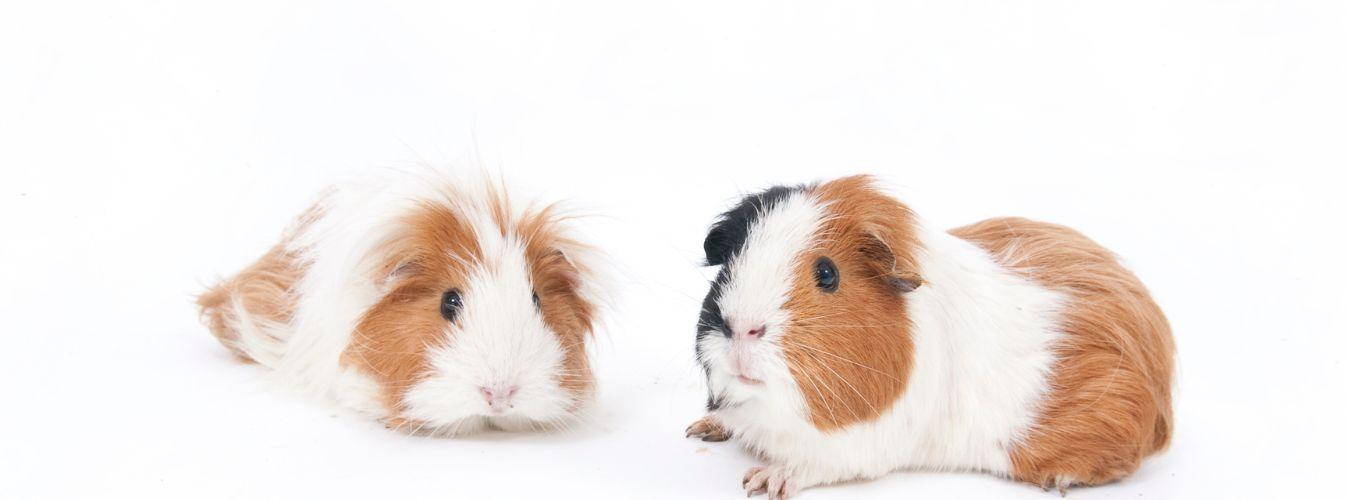 Why Guinea Pigs Make the Best Pets - Petsy