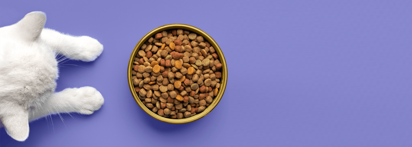 Top 6 reasons your cat is a picky eater! - Petsy