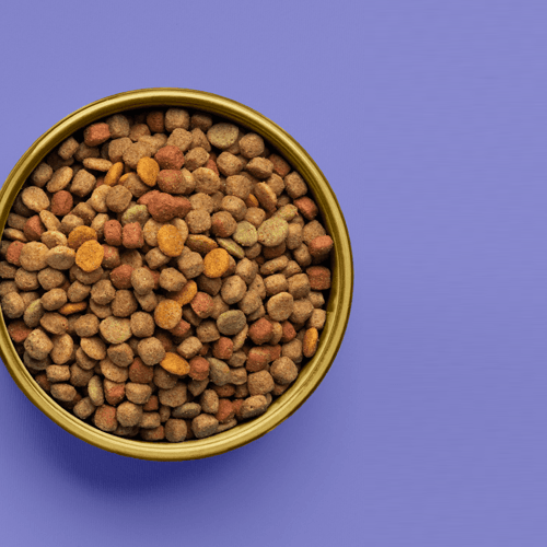 Top 6 reasons your cat is a picky eater! - Petsy