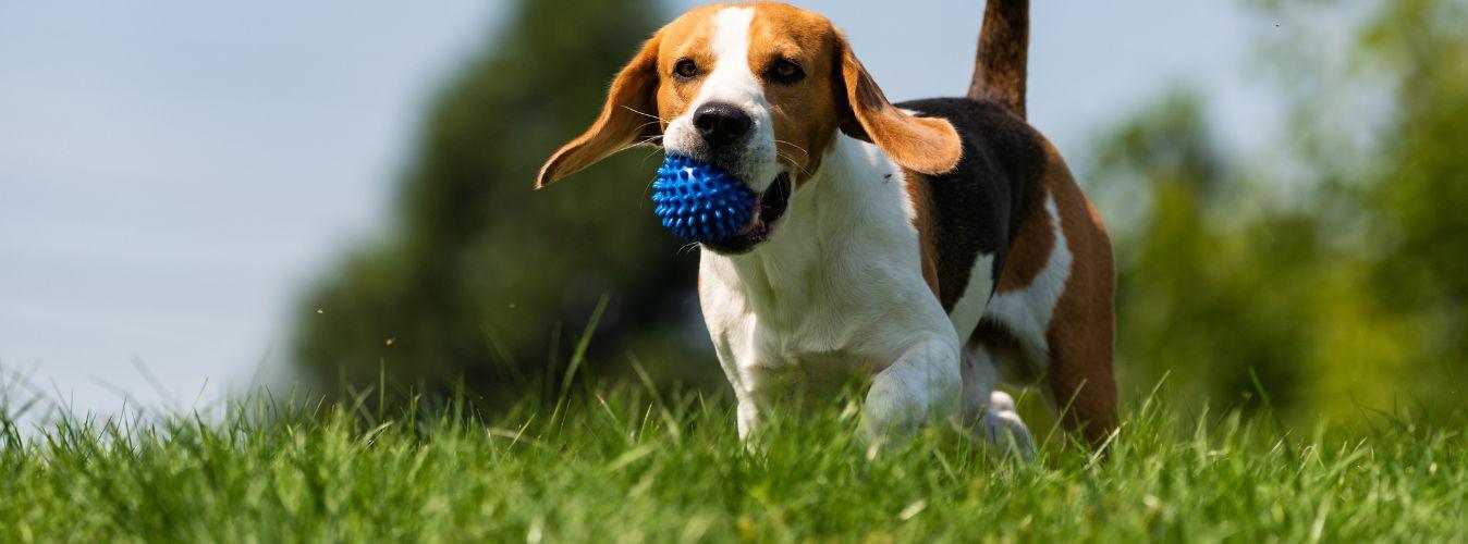 How Much Exercise Does My Dog Need? - Petsy