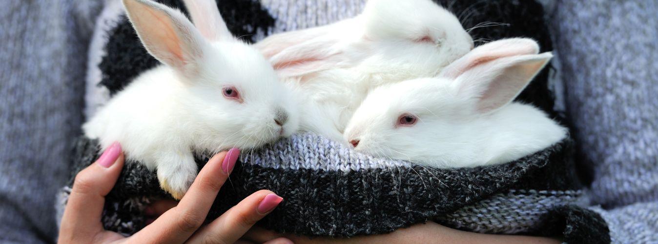 Grooming a Pet Rabbit - Petsy