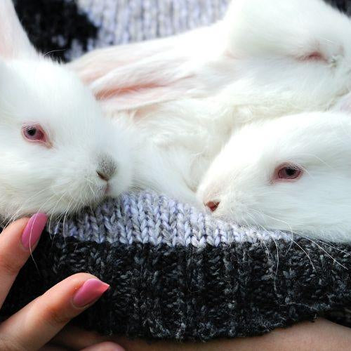 Grooming a Pet Rabbit - Petsy