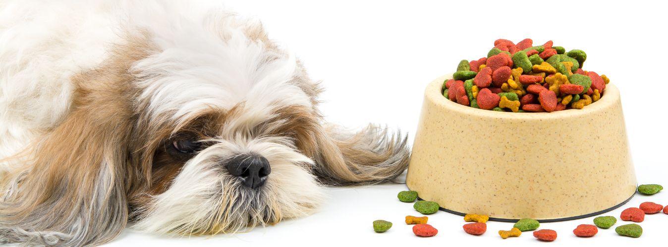 4 Tips to Deal With Picky Eaters - Petsy