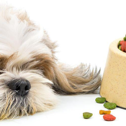 4 Tips to Deal With Picky Eaters - Petsy