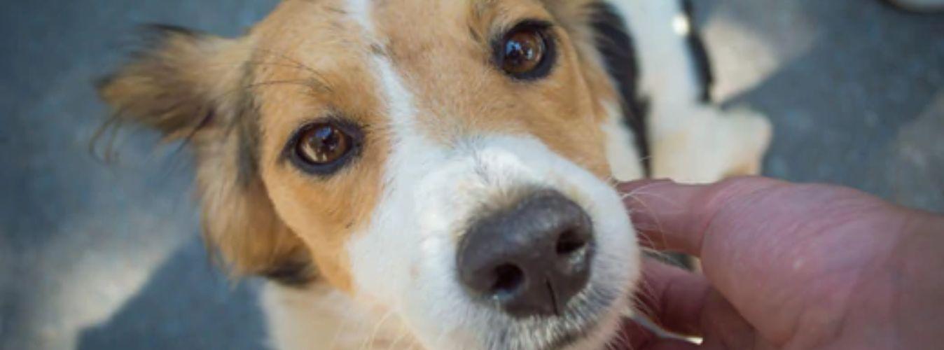 Why Adopt a Pet? - Petsy