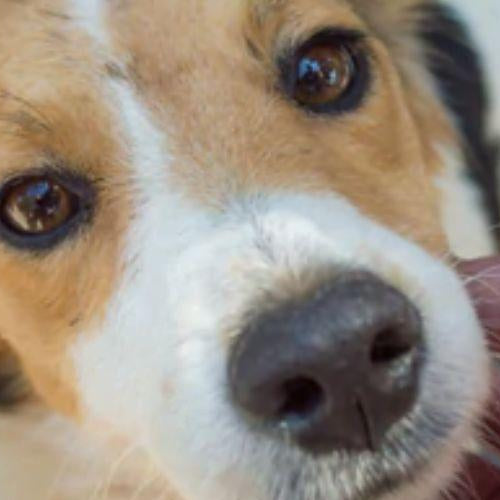 Why Adopt a Pet? - Petsy