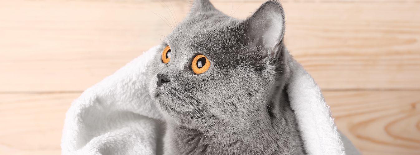 How to Dry a Cat? - Petsy