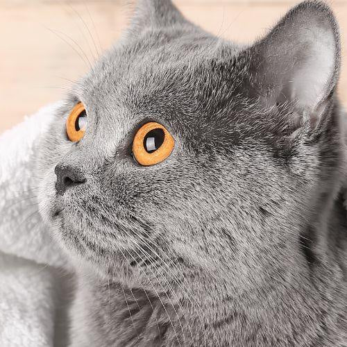 How to Dry a Cat? - Petsy