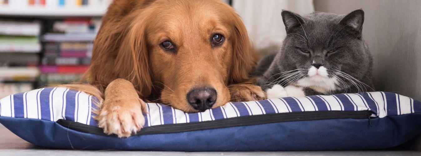 Spaying/Neutering Your Pet - Petsy