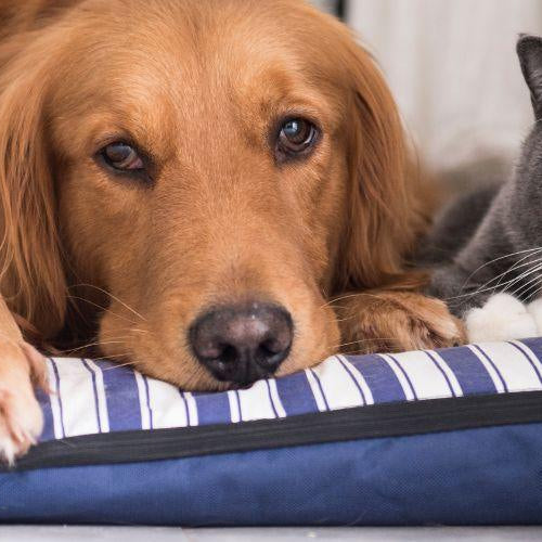 Spaying/Neutering Your Pet - Petsy