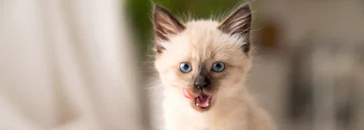 Guiding Your Kitten to Solid Food