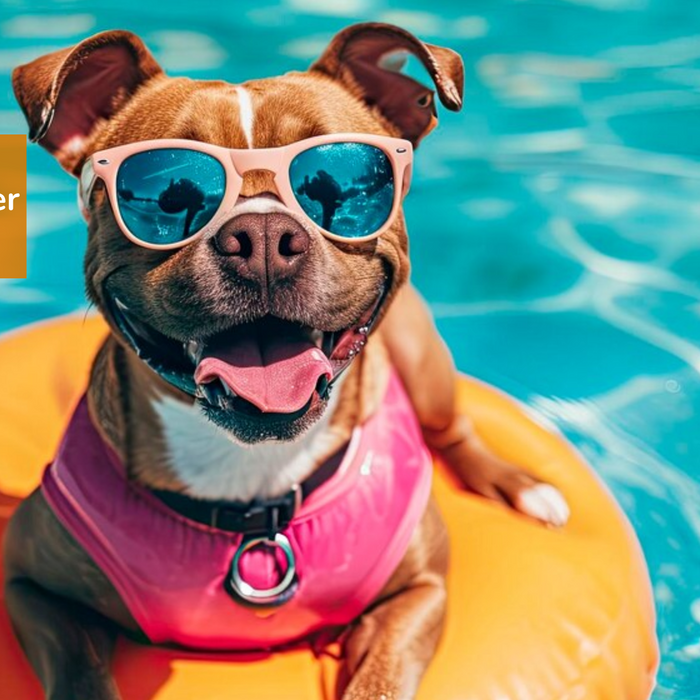 Unleash Summer Fun with Petsy’s Trending Collection for Pets