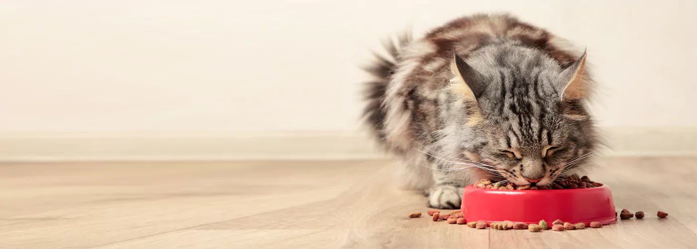 A person reading a cat food label with a cat beside them, symbolizing understanding and deciphering cat food labels for better pet nutrition.