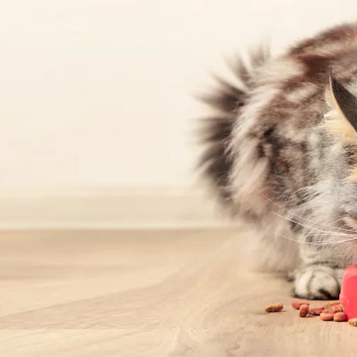 A person reading a cat food label with a cat beside them, symbolizing understanding and deciphering cat food labels for better pet nutrition.