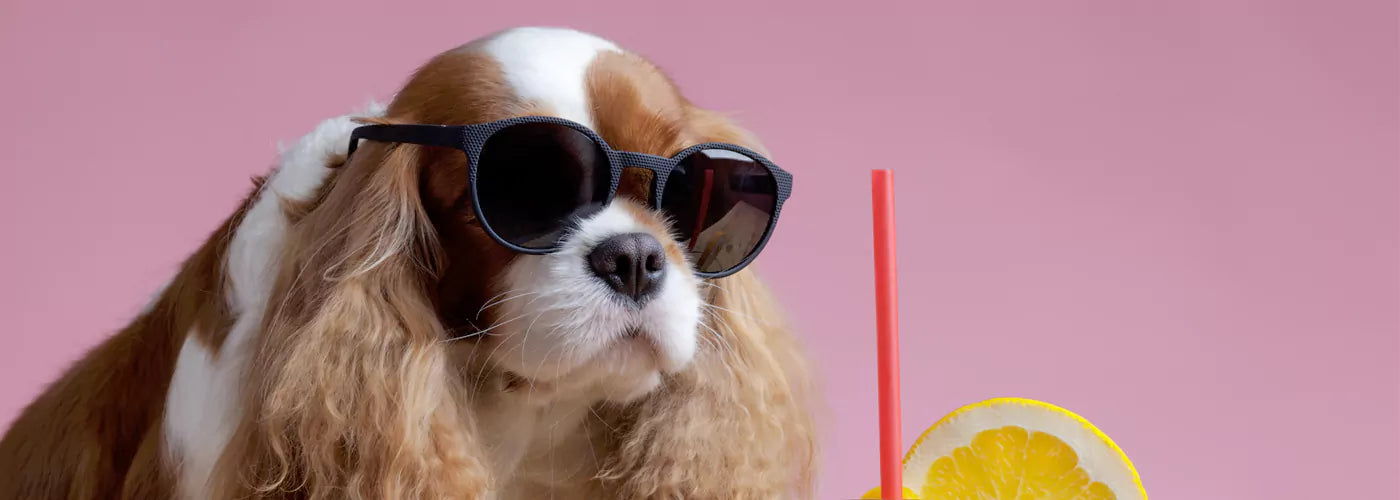 cooling foods for dogs