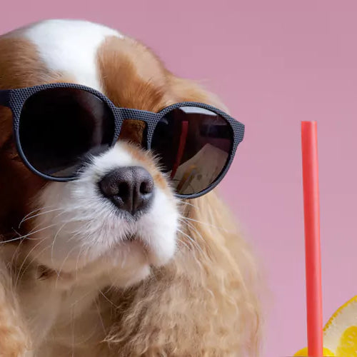 cooling foods for dogs