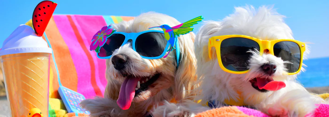 caring for pets during summer