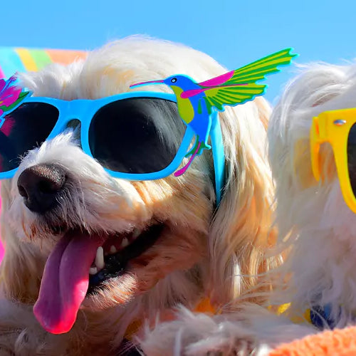 caring for pets during summer