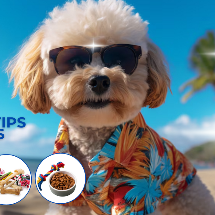 Summer Pet Safety Tips: Keep Your Pets Cool and Happy