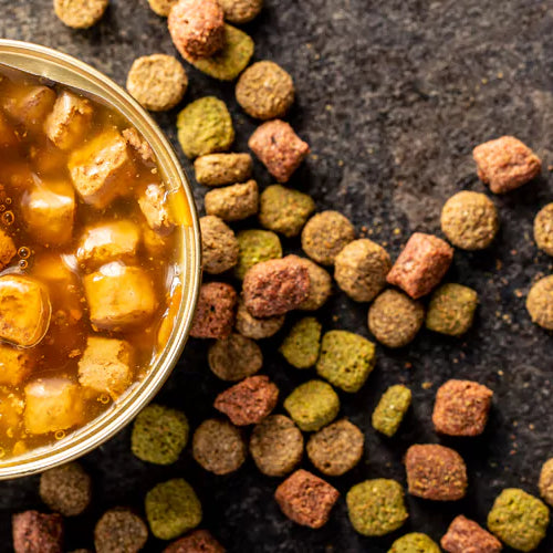 Choosing Between Wet and Dry Food for Your Dog