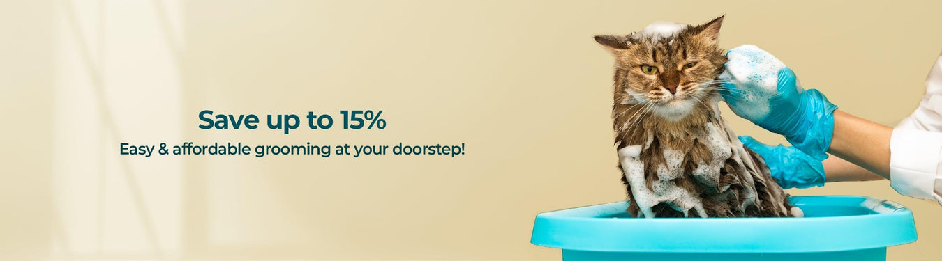 Grooming Products For Long Haired Cat Breeds - Petsy